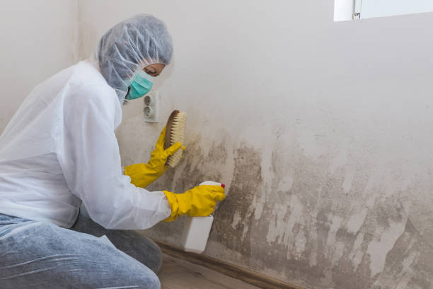 Best Best Mold Removal Companies  in Wenatchee, WA