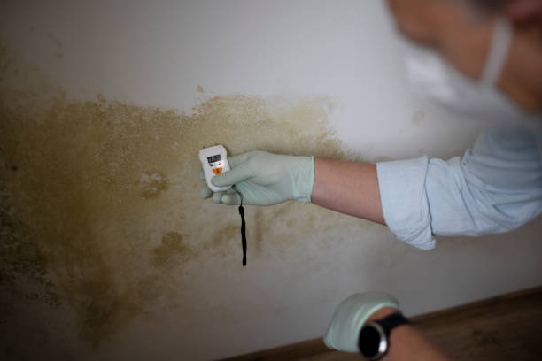 Best Affordable Mold Removal  in Wenatchee, WA
