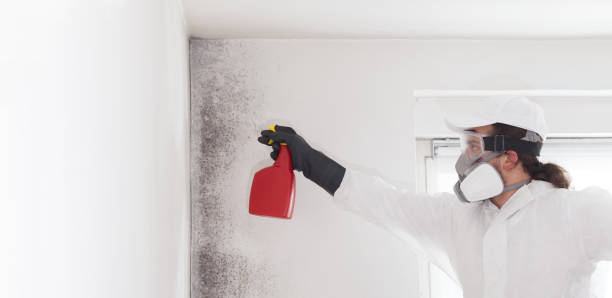 Best Local Mold Removal Service  in Wenatchee, WA