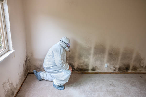 Best Mold Testing  in Wenatchee, WA