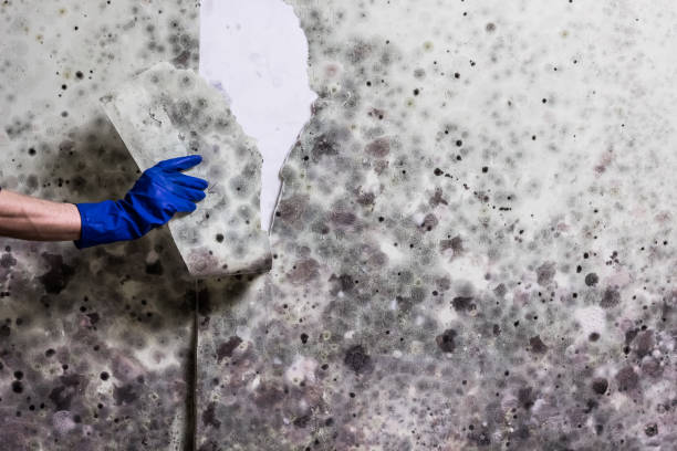 Best Office Mold Removal Services  in Wenatchee, WA