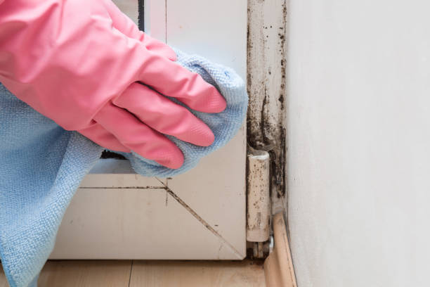 Reliable Wenatchee, WA Mold Removal Solutions