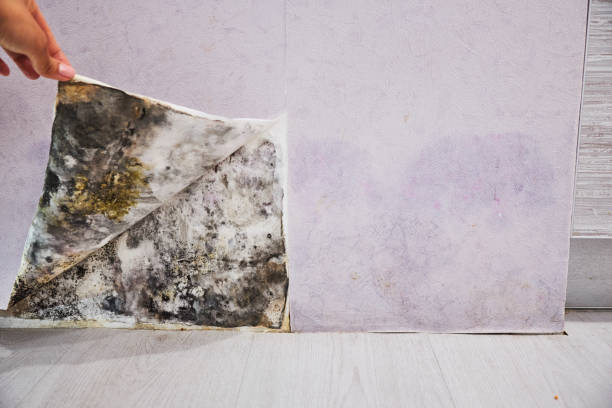 Best Crawl Space Mold Removal  in Wenatchee, WA
